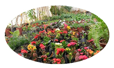 Royal Gardening Group Limited