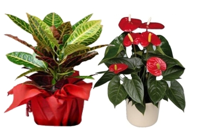 Royal Gardening Co., Ltd